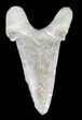 Auriculatus Shark Tooth - Dakhla, Morocco (Restored) #58426-2